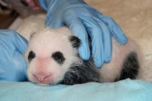 panda cub with black and white patterning coming in