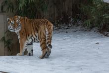 An Amur tiger in the snow