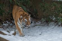 An Amur tiger in the snow