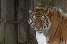 An Amur tiger in the snow