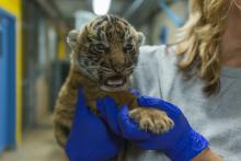 Sumatran tiger cub born July 11