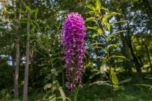 An endangered purple fringeless orchid. 