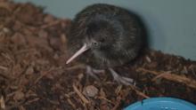 A brown kiwi chick, a flightless bird native to New Zealand, at the Smithsonian Conservation Biology Institute