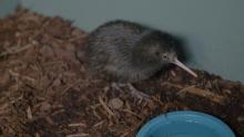 A brown kiwi chick at the Smithsonian Conservation Biology Institute. 