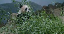 Giant panda Mei Xiang eating a pile of bamboo in her indoor habitat at the Smithsonian's National Zoo.