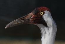 A male whooping crane named Alta at the Smithsonian Conservation Biology Institute. 