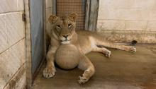 Amahle, the Zoo's 6-year-old female lion, lays with one of the enrichment balls in an indoor enclosure.