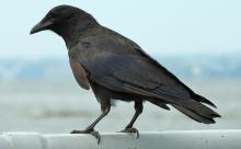 Large, dark bird perched on railing