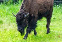 American bison Gally at the Smithsonian's National Zoo