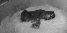an infrared view inside an Andean bear cub den where the mother rests on piles of hay. her cubs lay in front of her