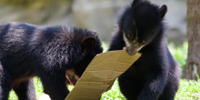 Two small black Andean bear cubs named Ian and Sean chew on different ends of a large strip of cardboard.