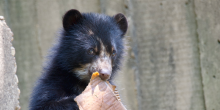 Andean bear cub Sean chews on a piece of cardboard.