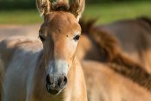 A Przewalski's horse colt. 