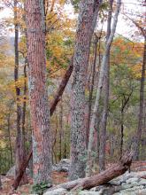 A stand of ash trees infested with emerald ash borer along the Appalachian Trail. The bark can be seen peeling from the trees.