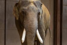 A large Asian elephant, Spike, with tusks and gray skin stands in the Smithsonian's National Zoo's Elephant Community Center