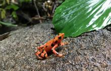 A small orange variable harlequin frog, Atelopus varius, sitting on a rock