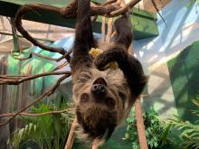 A southern two-toed sloth with coarse fur, long limbs and curved claws hangs upside-down from a tree branch.