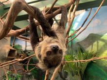 A southern two-toed sloth with coarse fur, long limbs and curved claws hangs upside-down from a tree branch.