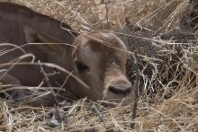Scimitar-horned oryx calf in the wild in Chad