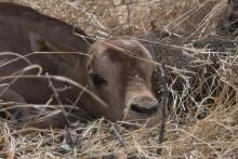 Photo Credit: John Newby, Sahara Conservation Fund Scimitar-horned oryx calf in the wild in Chad