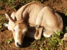 Scimitar-horned oryx calf