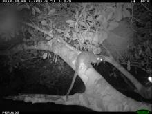 A black and white camera trap photo of a long-tailed furry animal in a tree