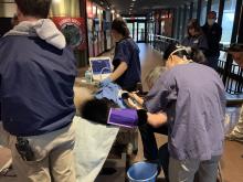 A team of reproductive scientists work to artificially inseminate giant panda Mei Xiang. 