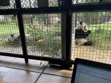 two giant pandas in separate enclosures sit with their backs to one another