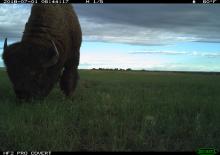 A camera trap photo of an American bison with a thick coat and horns grazes in grass