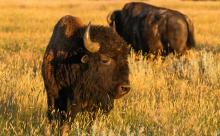 American bison grazing on the prairie. 
