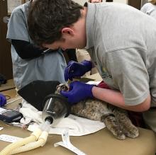 Man swabbing the inside of an anaesthetized bobcat