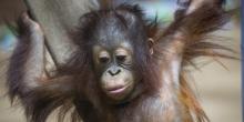 Bornean orangutan Redd at the Smithsonian's National Zoo