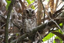 Bornean Rajah scops owl roosting in a tree. 