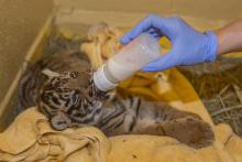 A Great Cats keeper supplemental feeds the Sumatran tiger cub born July 11, 2017.  