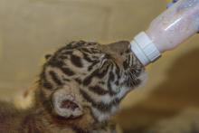 A Great Cats keeper supplemental feeds the Sumatran tiger cub born July 11, 2017.  