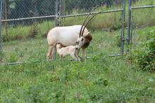 Scimitar-horned oryx calf nurses from its mother. 
