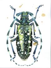 An Asian longhorned beetle illustrated by artist Maggie Gourlay