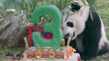 Giant panda Bei Bei eats a piece of bamboo from a decorative ice cake he received for his third birthday at the Smithsonian's National Zoo