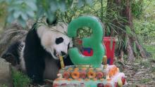 Giant panda Bei Bei eats a piece of bamboo from a decorative ice cake he received for his third birthday.