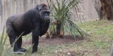 Western lowland gorilla Calaya in the yard.