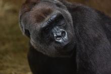 A close-up photo of western lowland gorilla Calaya 