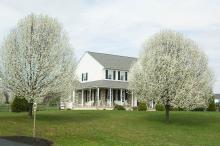 Two callery pear trees planted in front of a home with white vinyl and stone siding, a wraparound front porch and a freshly cut lawn 