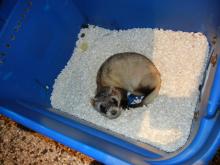 Black-footed ferret Capone