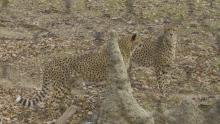 Two cheetahs standing in the grass behind a fake termite mound