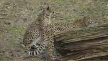 Two cheetahs standing behind a log