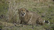 A cheetah crouched on the ground next to some tall grasses