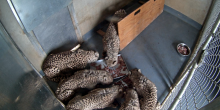 six cheetahs stand over a food bowl