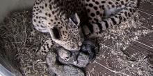 a cheetah mother licks and nurses her cubs in a den filled with straw