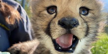 A close up photo of a cheetah cub's face with mouth open and tiny teeth showing