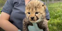 a keeper holds a cheetah cub up to the camera
